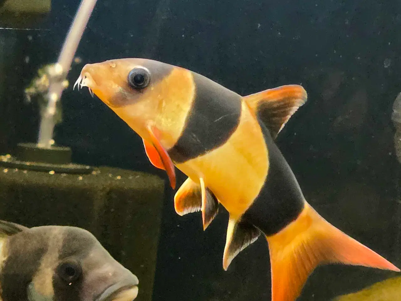 Billede 5 - Akvariefisk