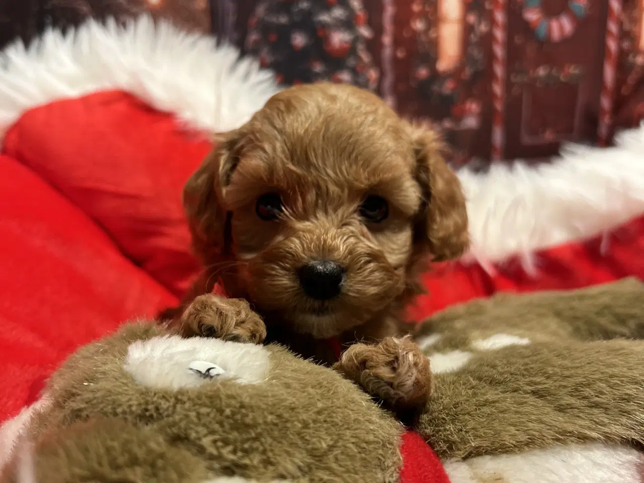 Billede 13 - Maltipoo 