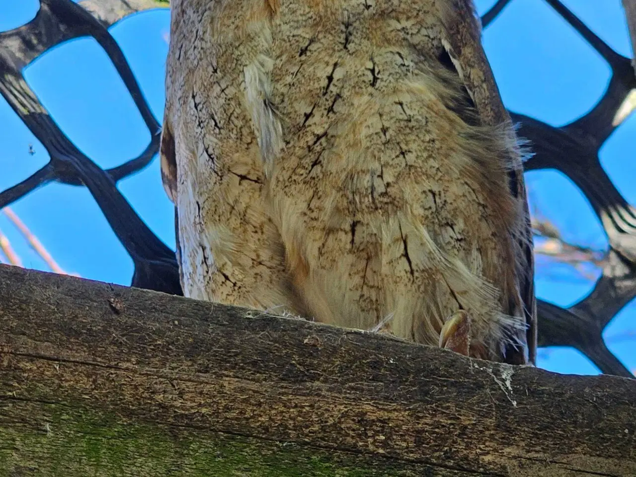 Billede 2 - 1.0.Halsbånds ugle/Otus bakkamoena
