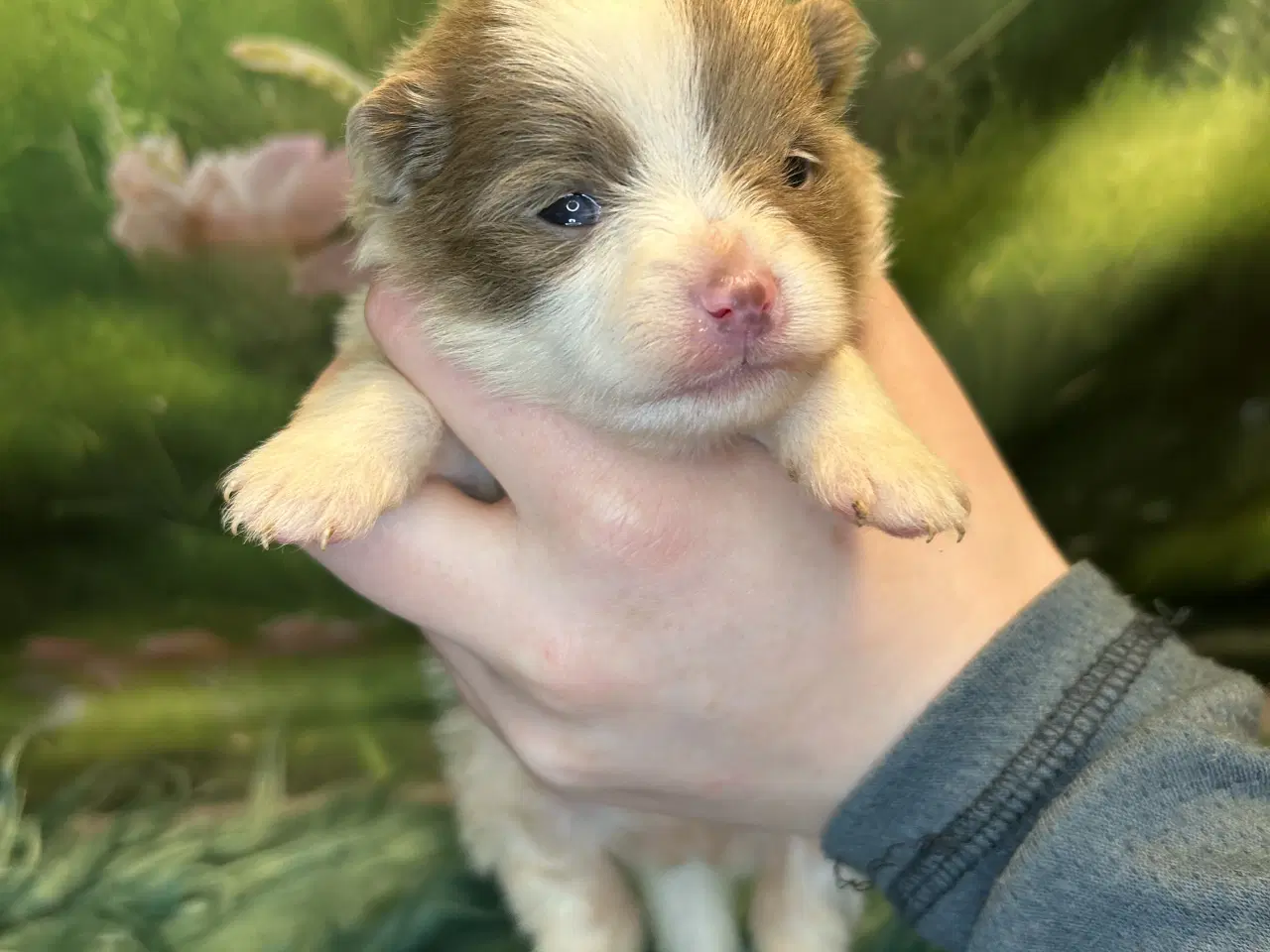 Billede 7 - Meget smukke Pomerania hvalpe 