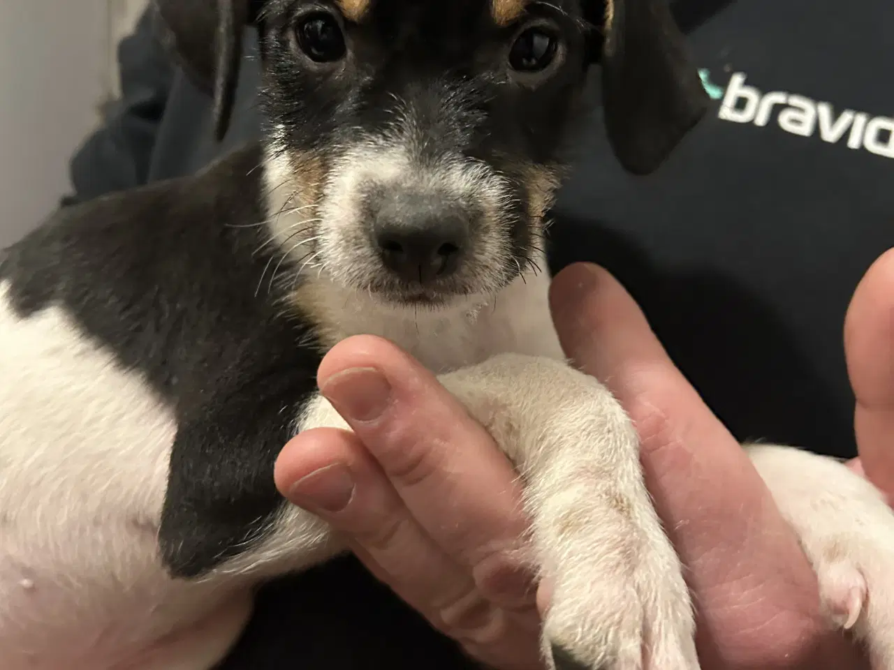 Billede 3 - Skønne hvalpe søger nyt hjem