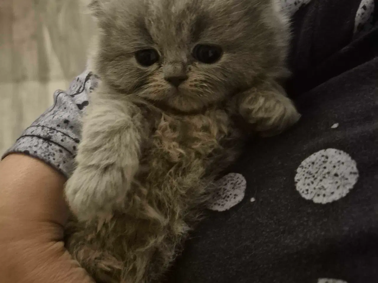 Billede 5 - 🐾 British Shorthair killinger 