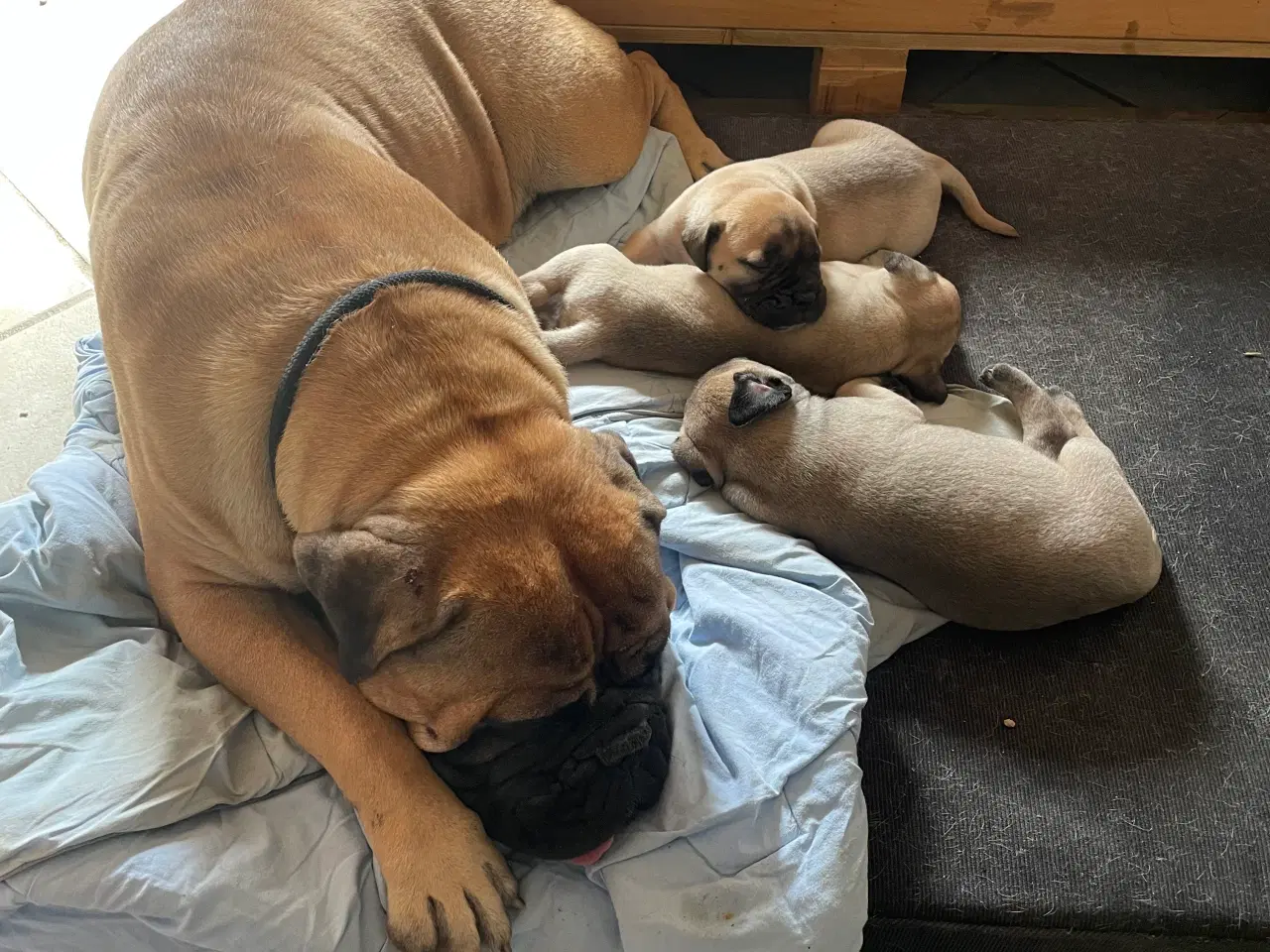 Billede 7 - Bullmastiff hvalpe 