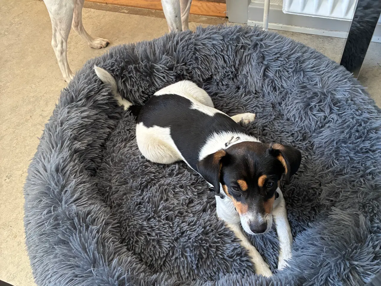 Billede 2 - Dansk/svensk gårdhund 