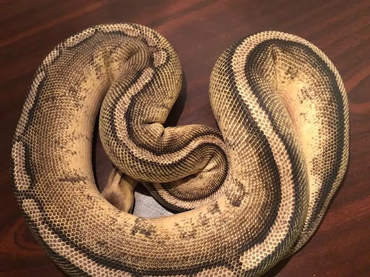 Billede 1 - 0,1 Pastel Gen Stripe 3700 g