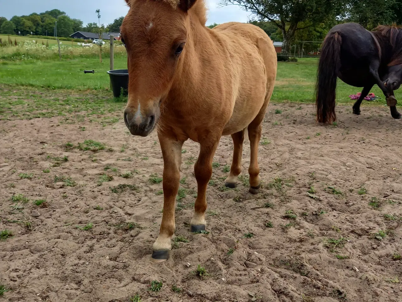 Billede 9 - 2 dejlige shetlænder føl