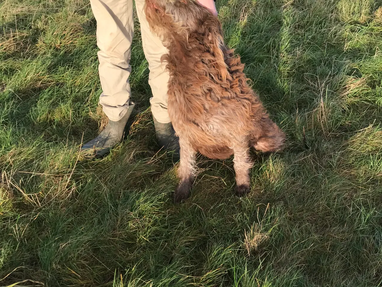 Billede 6 - Labradoodle hvalpe 2 generation  fælder ikke 