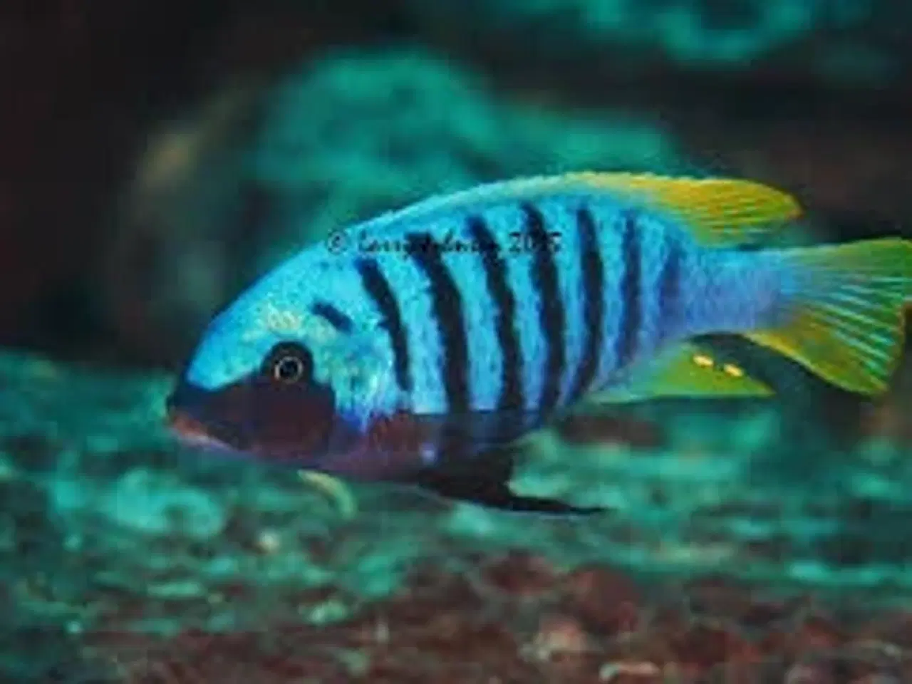 Billede 2 - Maylandia Zebra - Chiwi Rocks