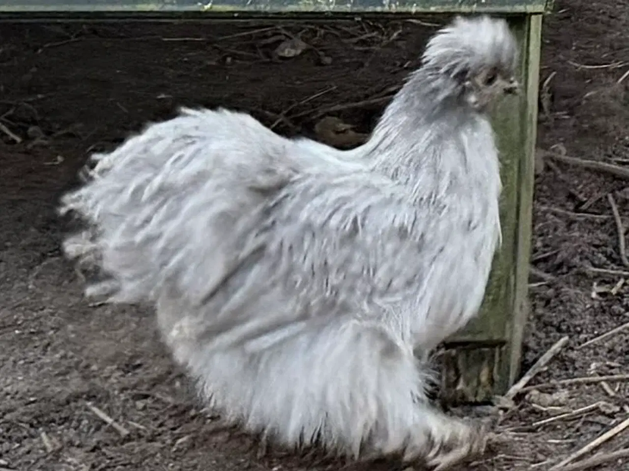 Billede 4 - Silker mellem- stor