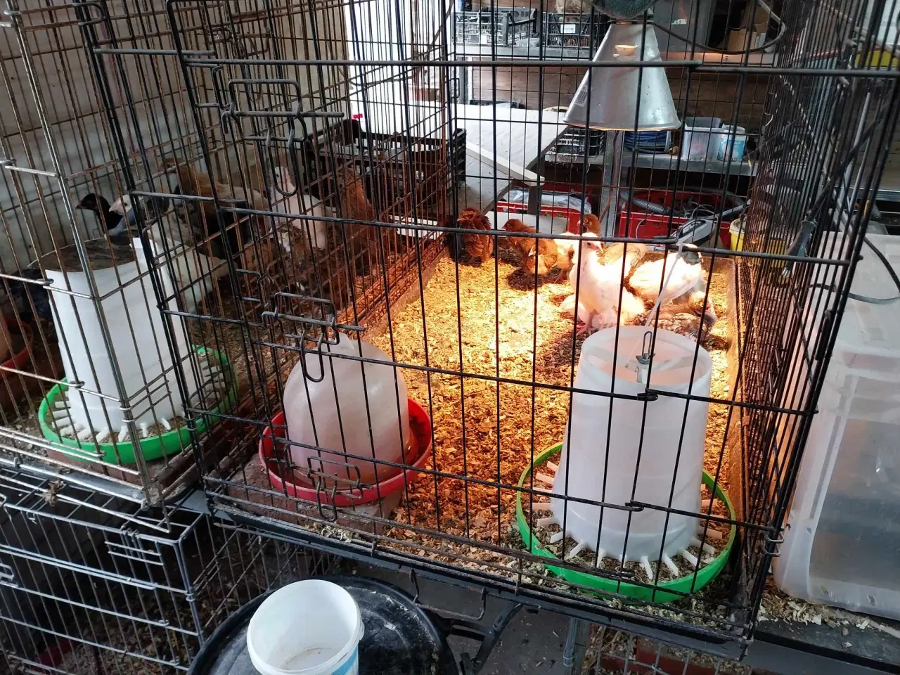 Billede 1 - Kyllinger ca. 3 måneder gamle til salg Zone Varde.