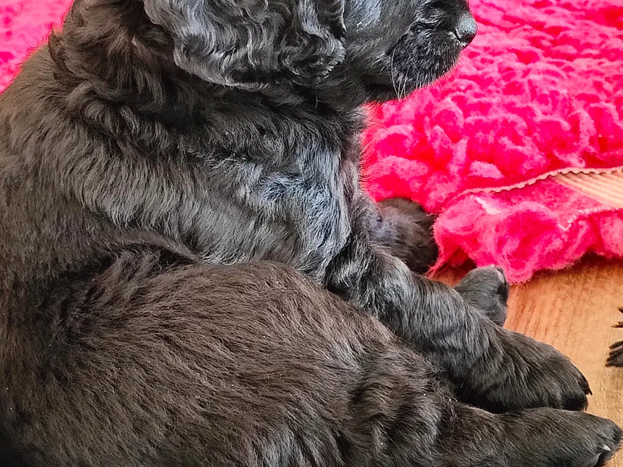 Billede 2 - Hvalp Cockerpoo Cavapoo- blanding doodle