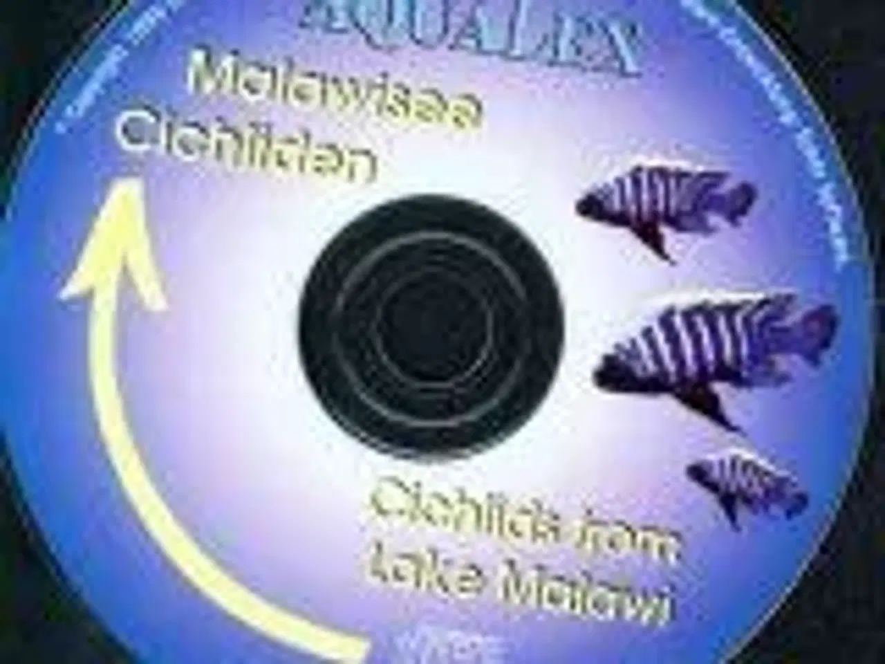 Billede 11 - Malawi Cichlids bøger, tysk - engelsk 