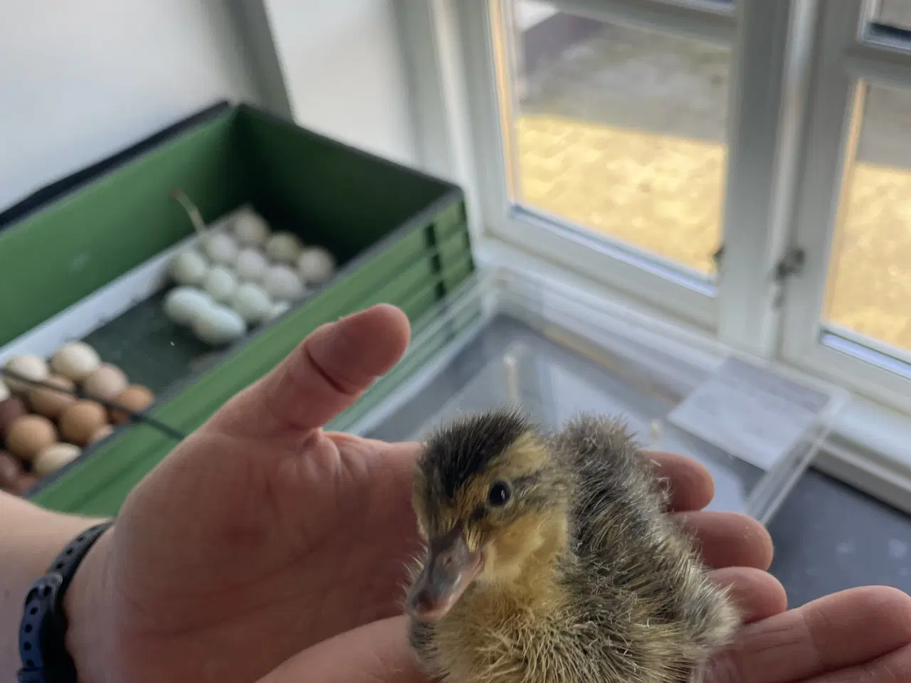 Billede 3 - Rugeæg løbeand