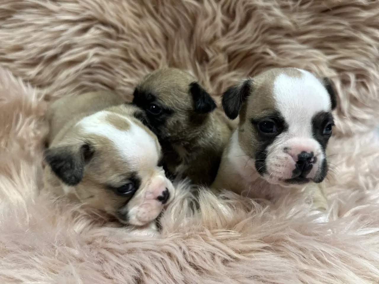 English best sale bulldog puggle