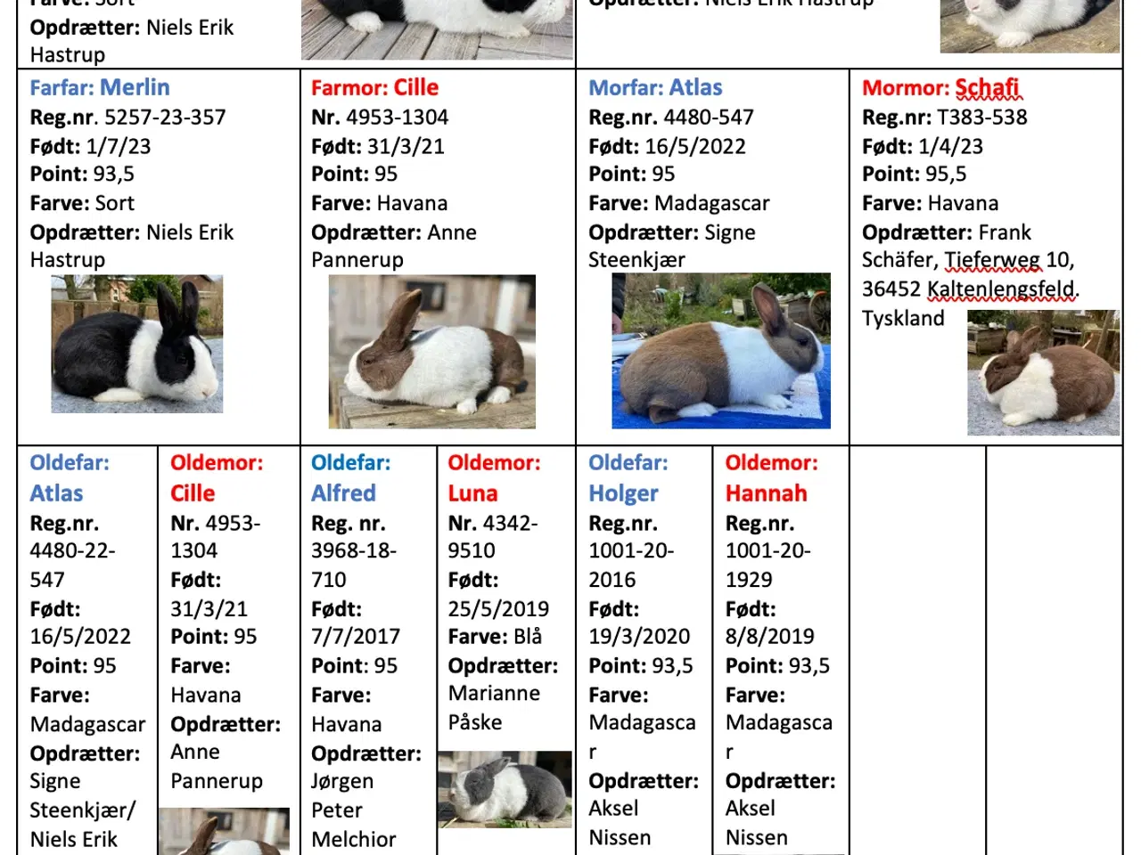 Billede 2 - HOLLÆNDER HAN SORT