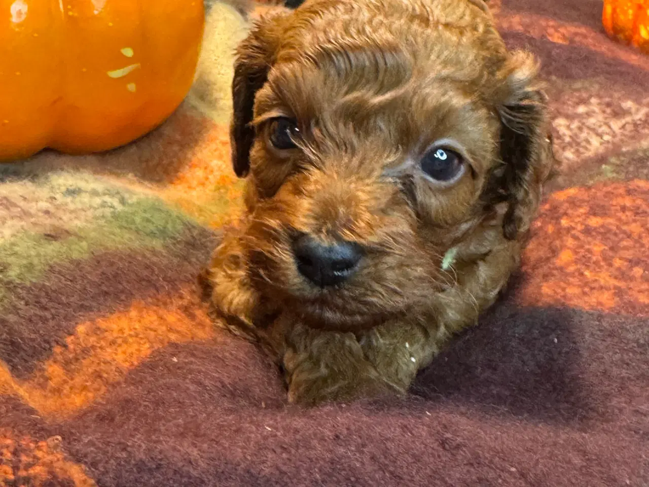 Billede 1 - Mini Amerikansk Cockapoo