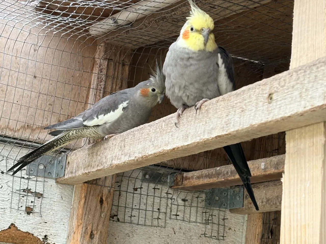 Billede 2 - Et par Nymfeparakitter