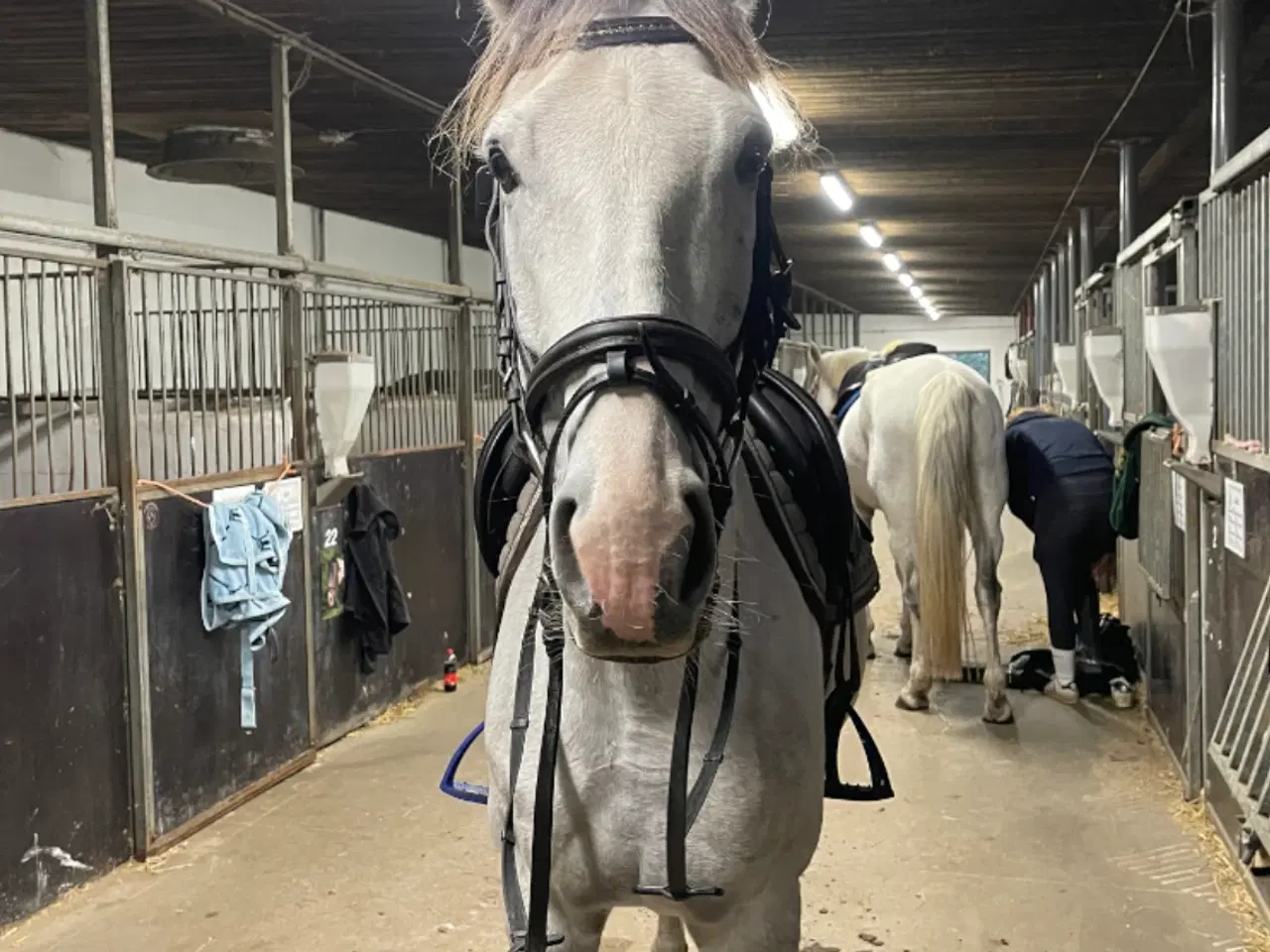 Billede 3 - Grå søger nyt hjem