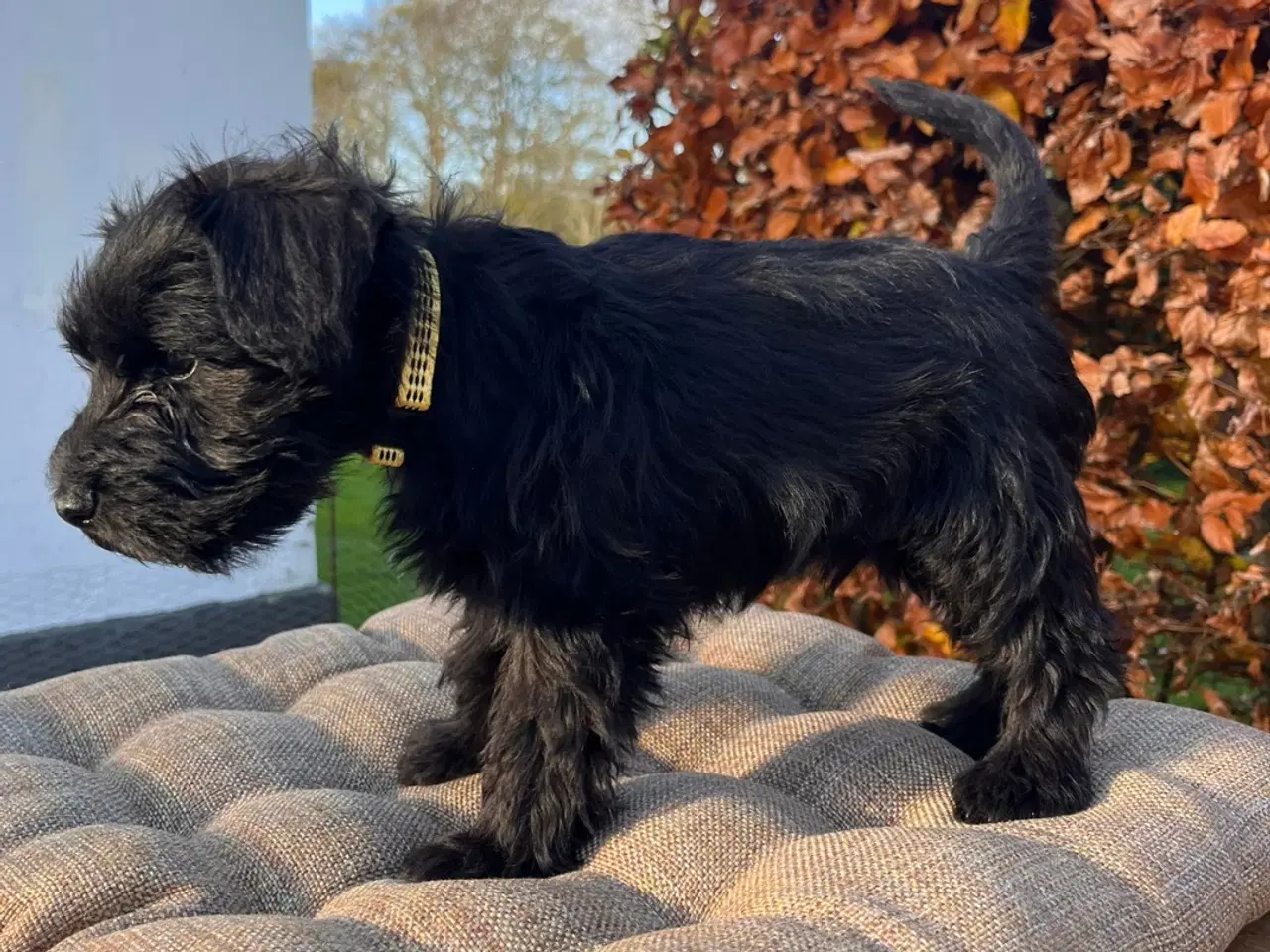 Billede 2 - Dværgschnauzer hvalpe – klar til nyt hjem 15/11-20