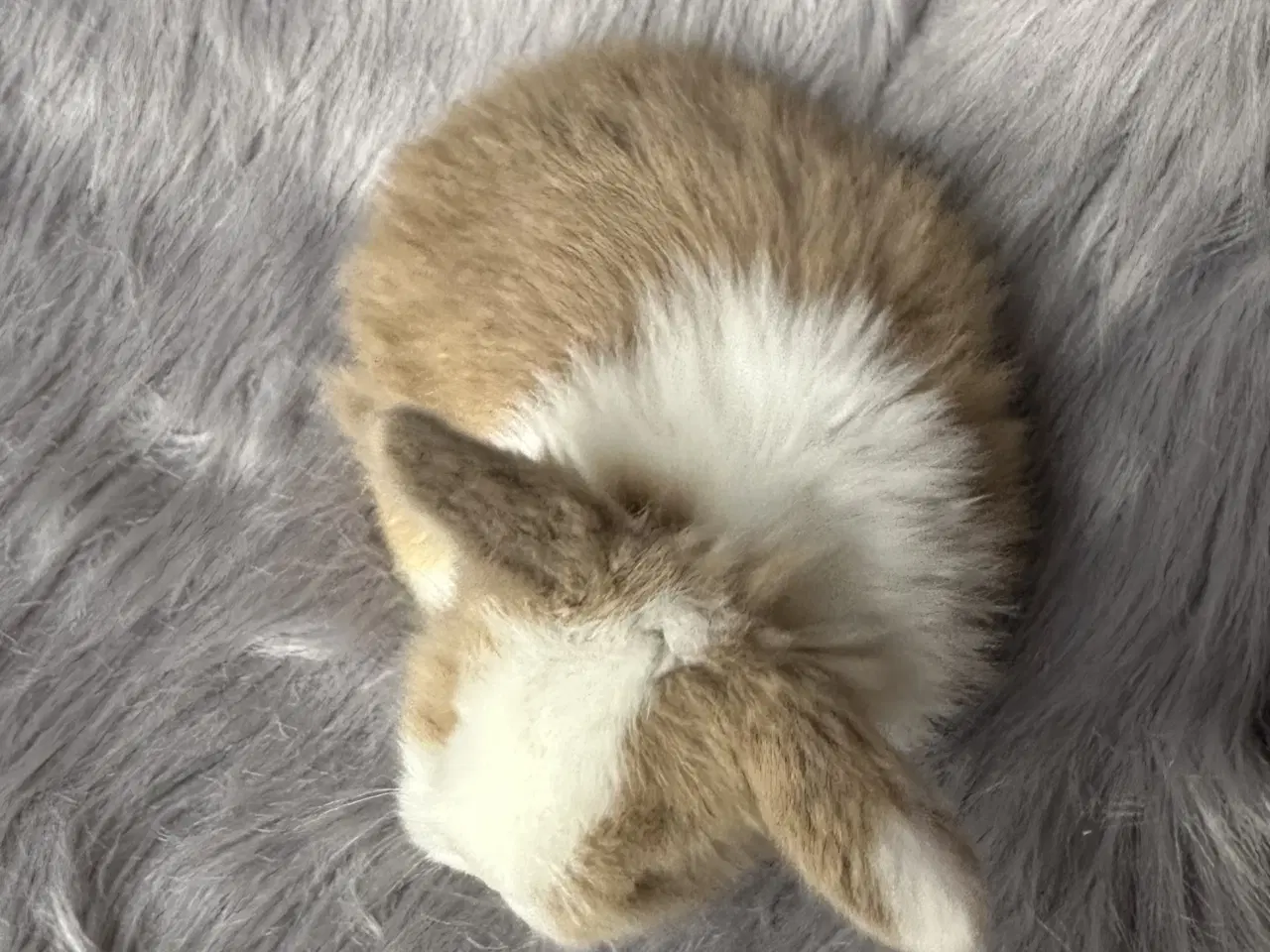 Billede 5 - Ægte minilop kanin unge 