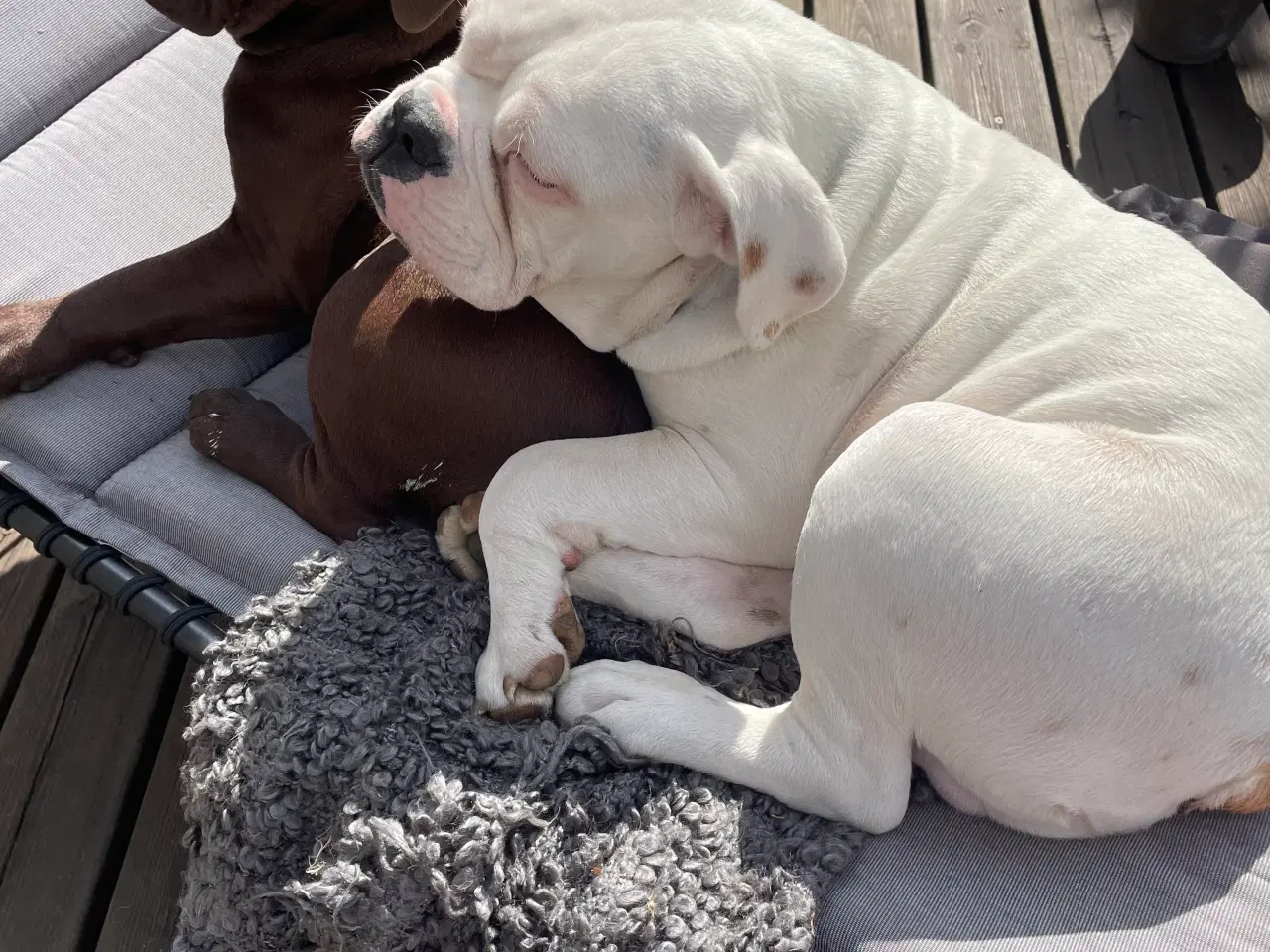 Billede 10 - Olde English bulldog 6 mdr