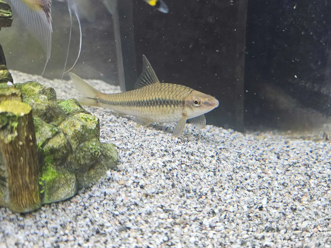 Billede 1 - Div. selskabsfisk søger ny balje