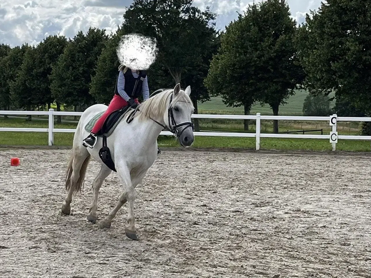 Billede 3 - Irsk pony sælges