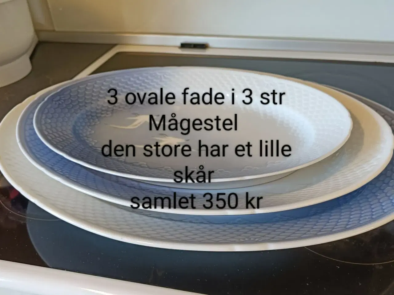 Billede 1 - Mågestel /m Guldkant