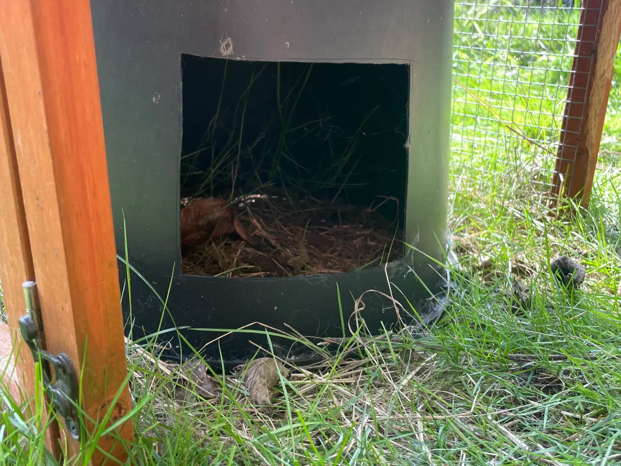 Billede 12 - Mini lop han inkl. løbegård, indhegning m.m. 