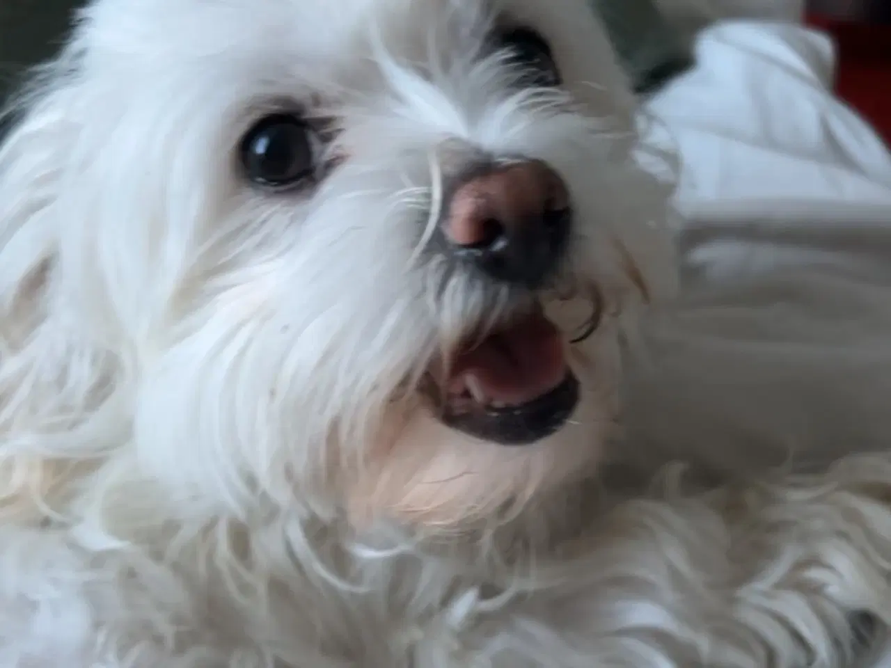 Billede 5 - Maltipoo hvalpe - nysgerrige og skønne