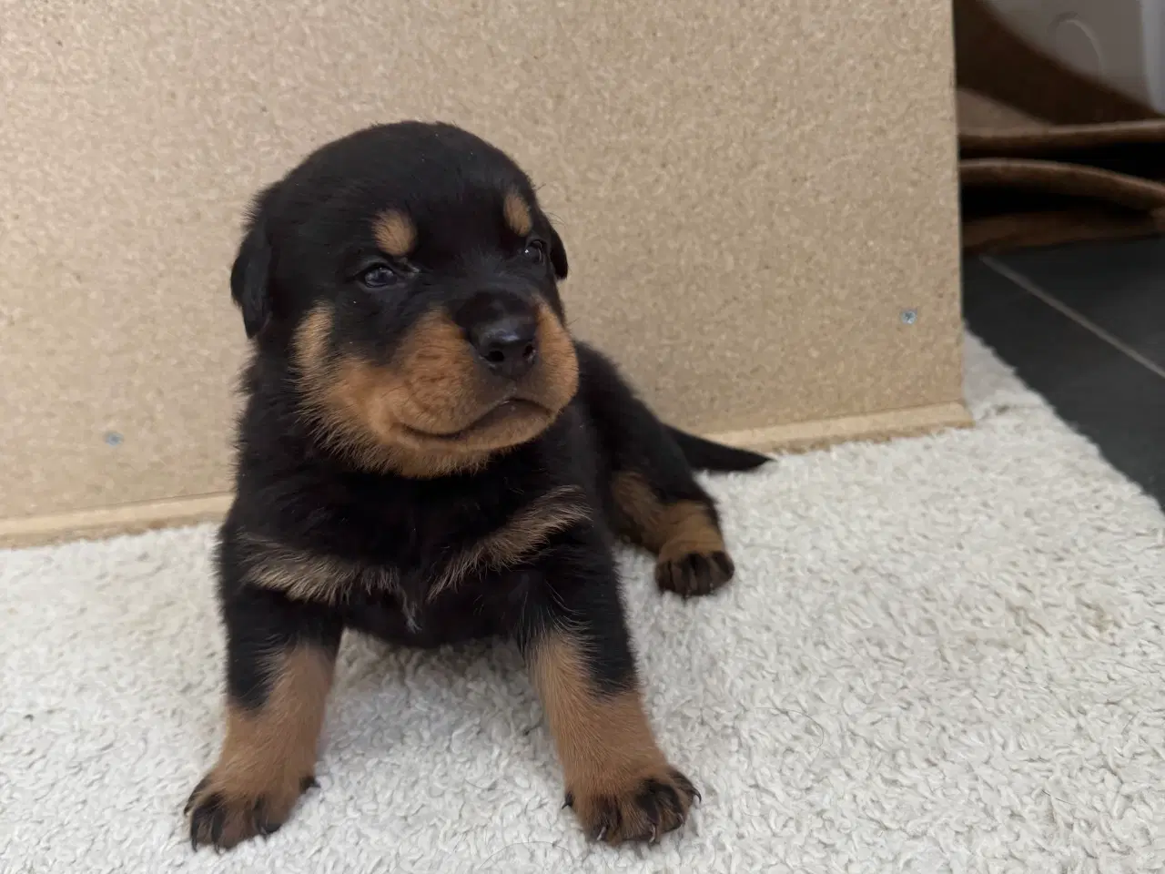 Billede 6 - Rottweiler hvalpe 