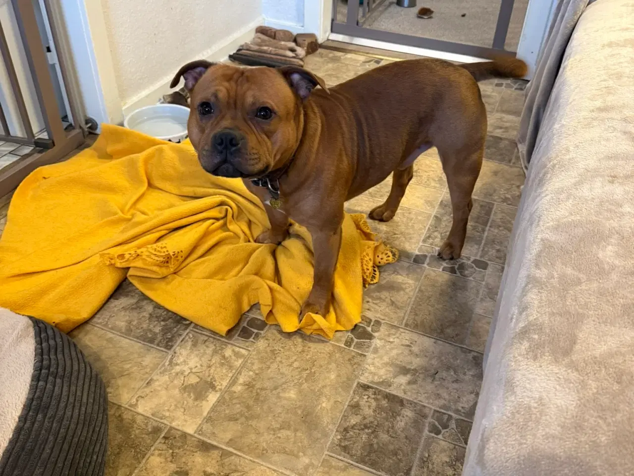 Billede 5 - Staffordshire Bull Terrier - Skøn hanhund