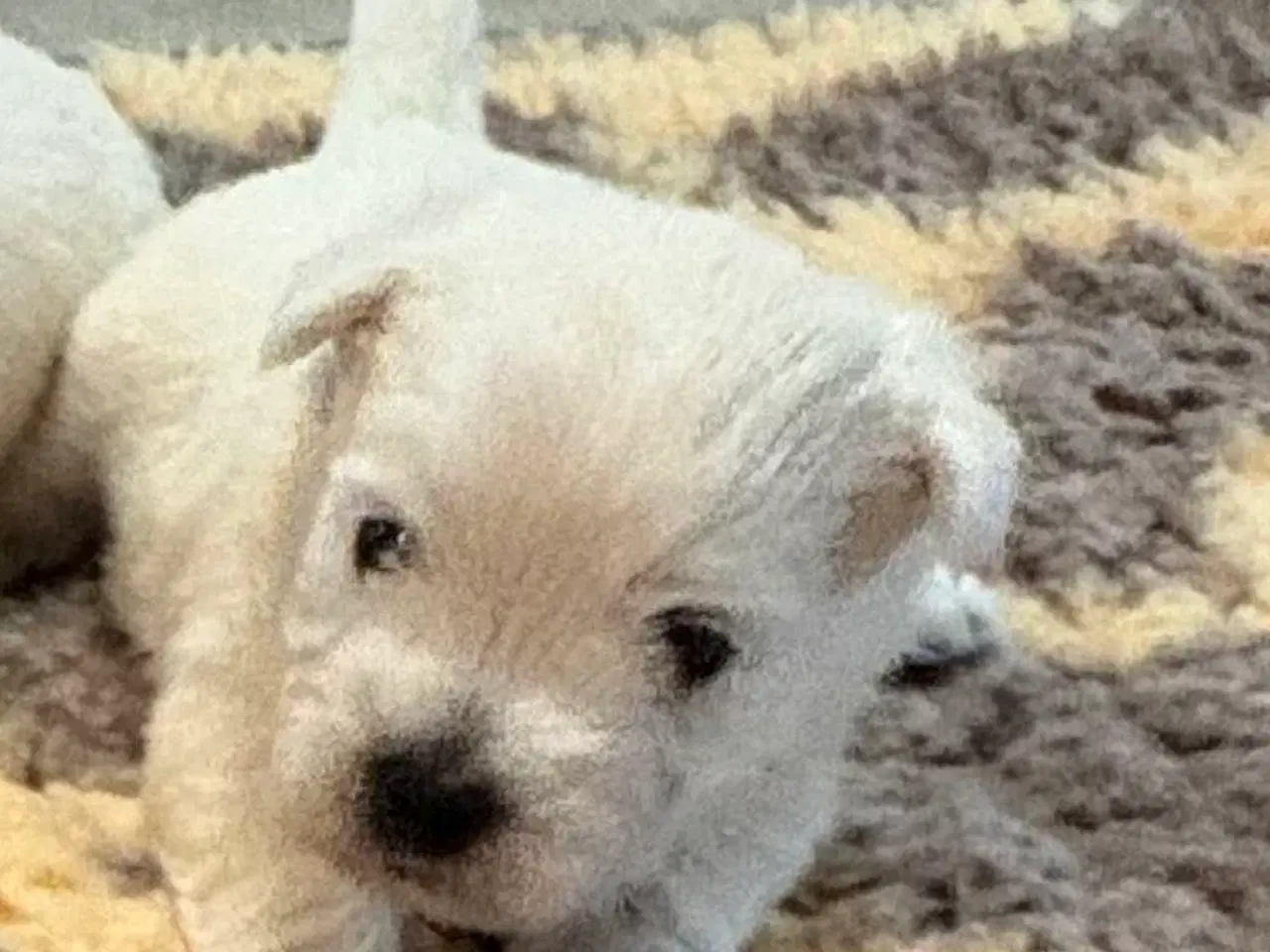 Billede 7 - West Highland White Terrier hvalpe til salg