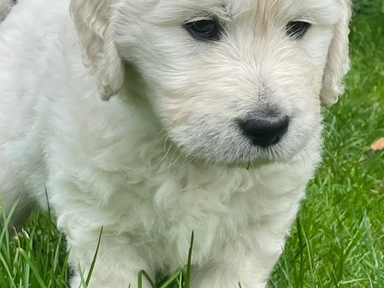 Billede 10 - Doodle - Goldendoodle-hvalpe