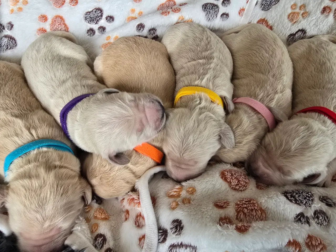 Billede 7 - Golden doodle hvalpe