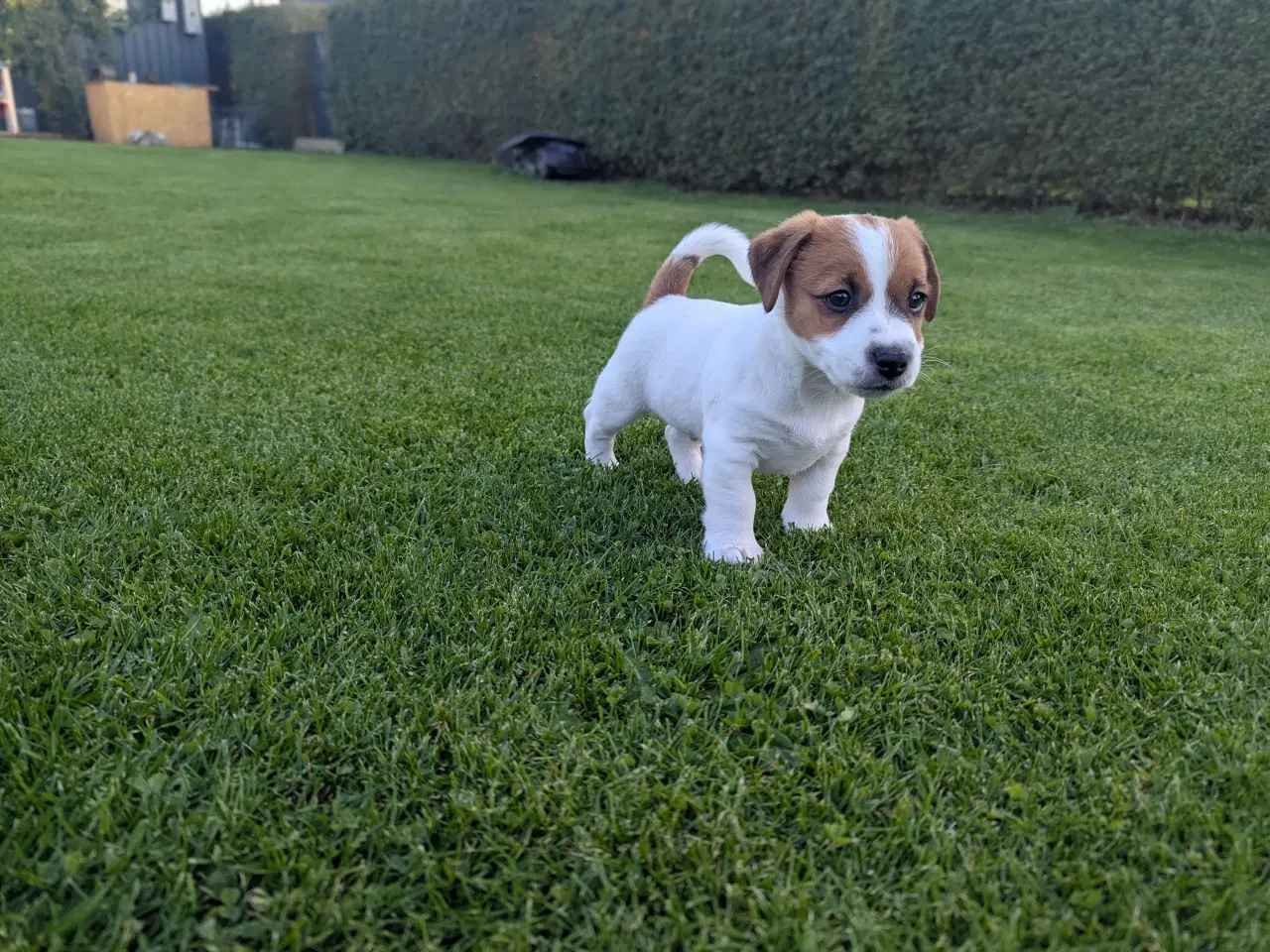 Billede 3 - Jack Russell Terrier, kortbenet, DKK