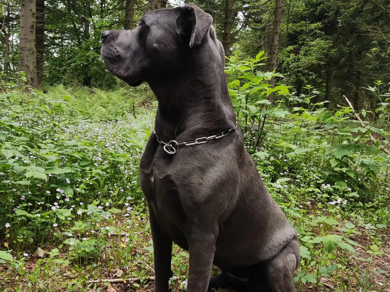 Billede 3 - Cane corso hvalpe