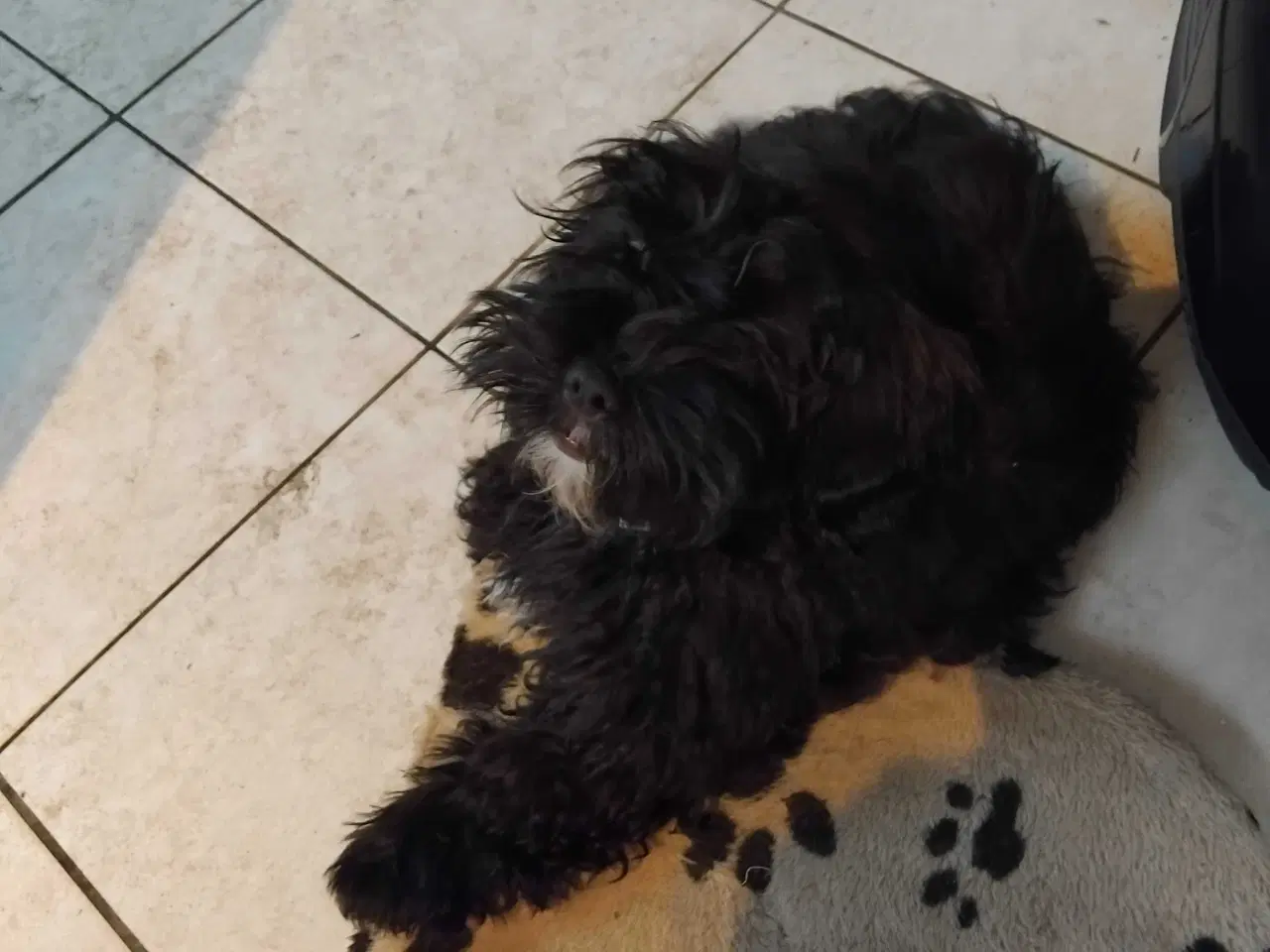 Billede 2 - Shih tzu / minipuddel