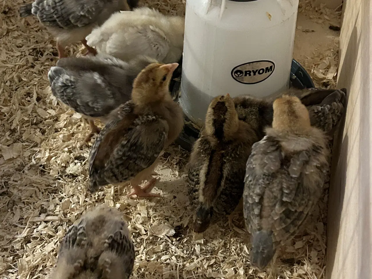 Billede 4 - Daggamle kyllinger sælges 