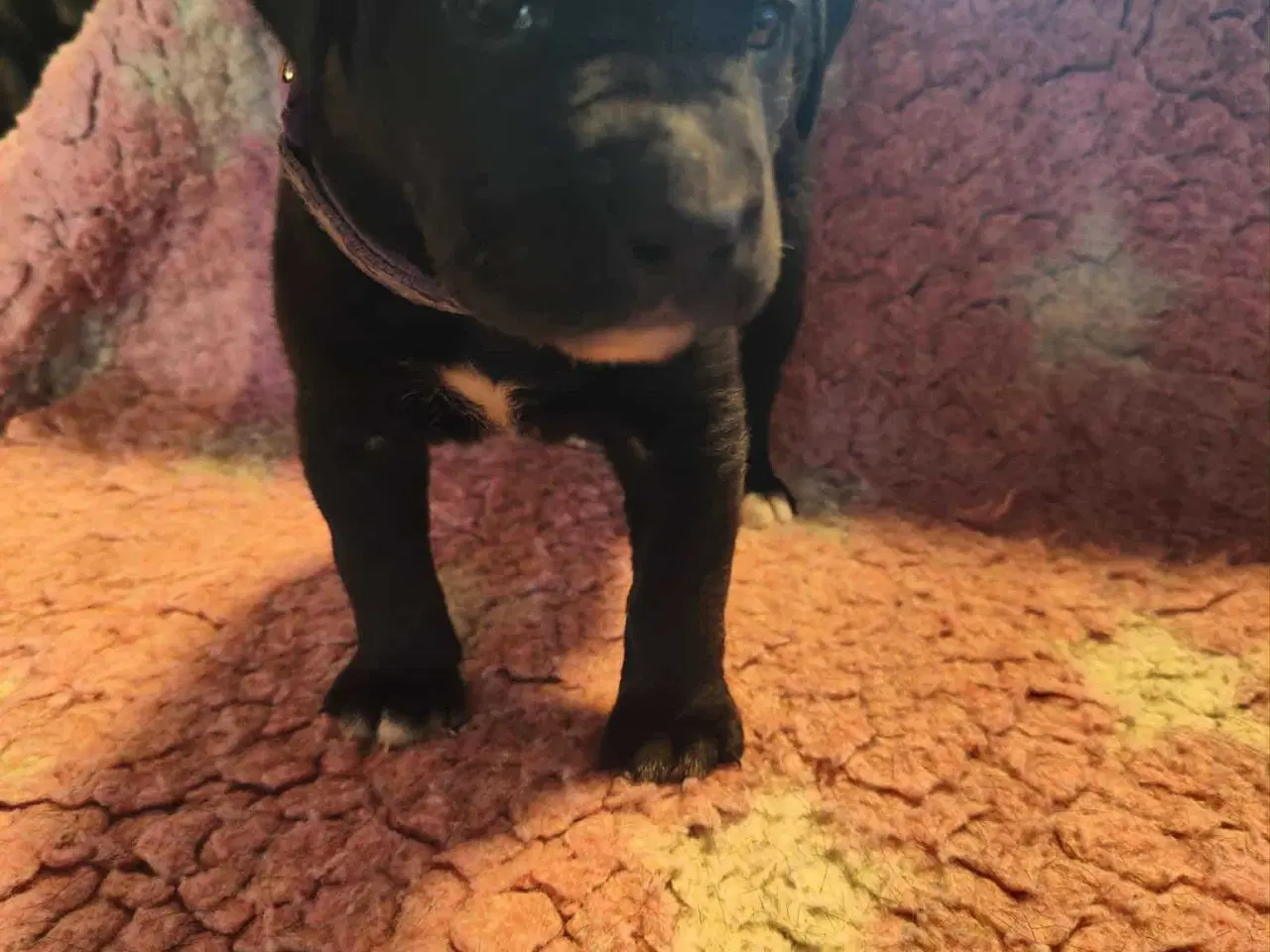 Billede 3 - Dejlige familie blandings basser