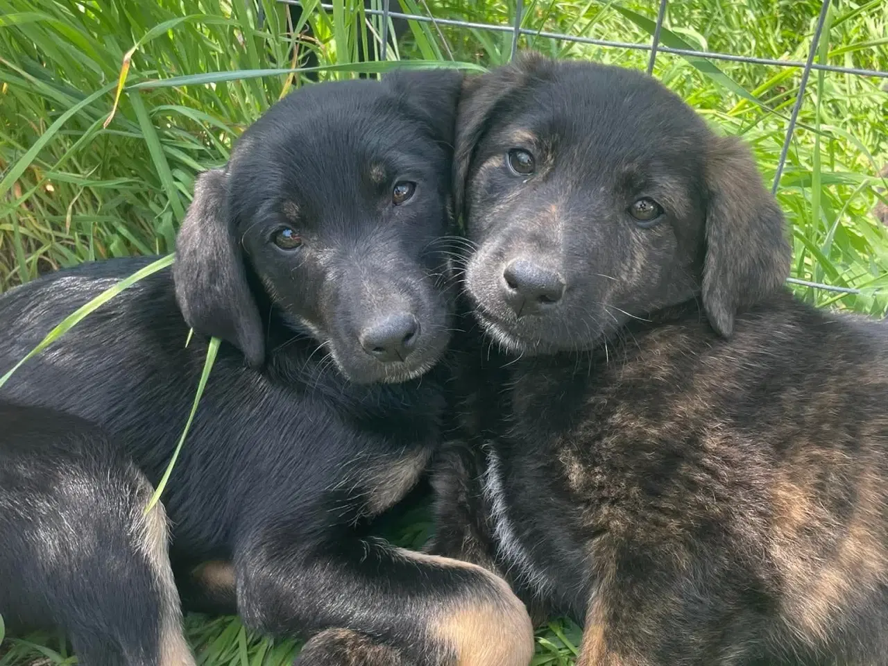 Billede 6 - Kira søger sin egen familie❤️