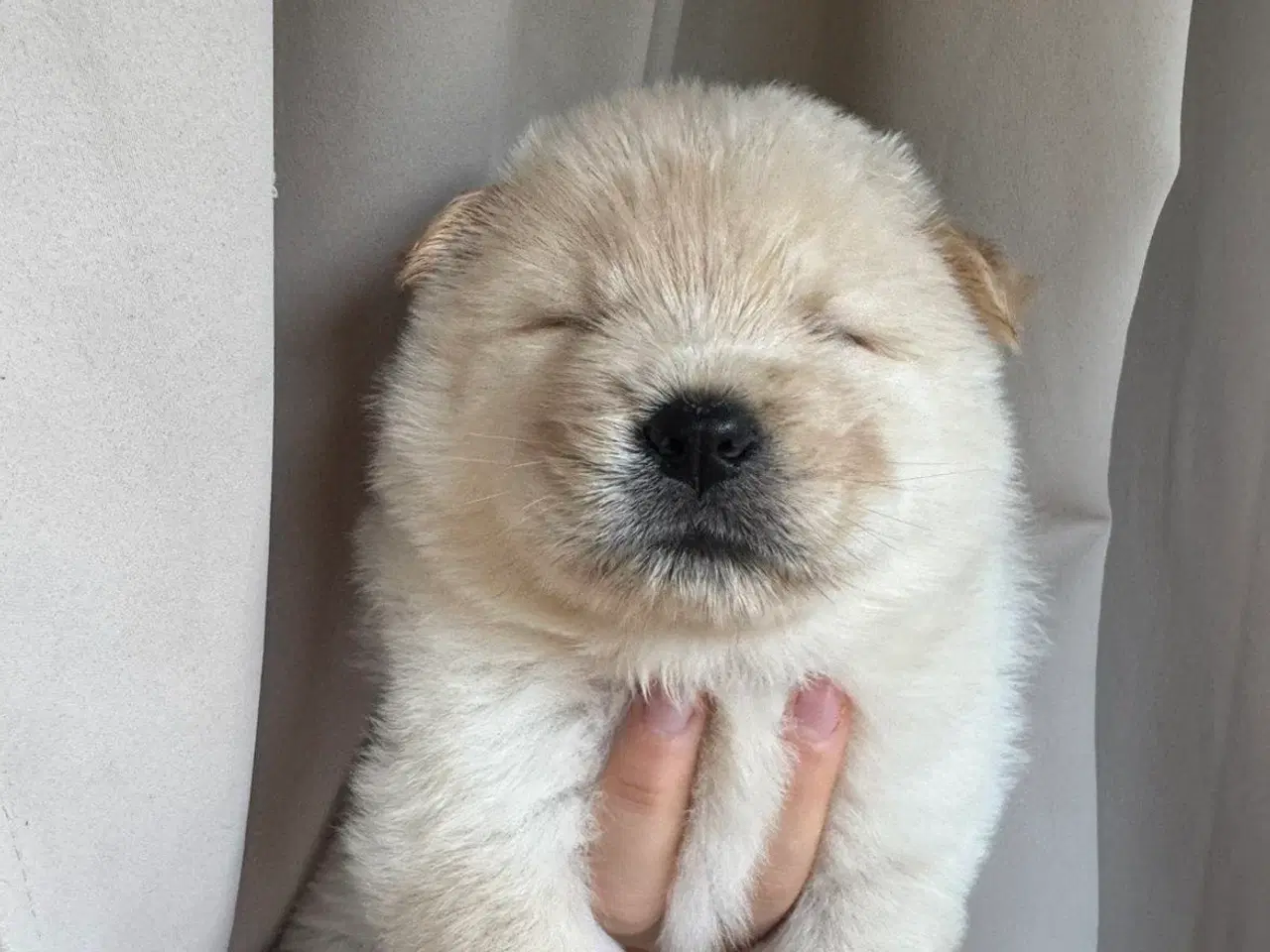 Billede 4 - Hundehvalpe - Chow Chow bla.
