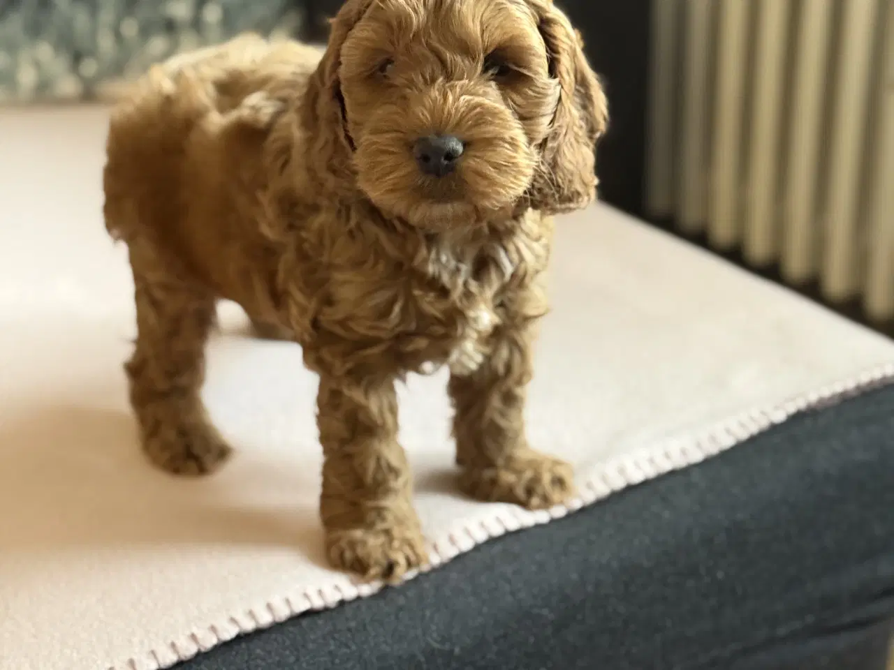 Billede 14 - Cockapoo hvalpe 8 uger 