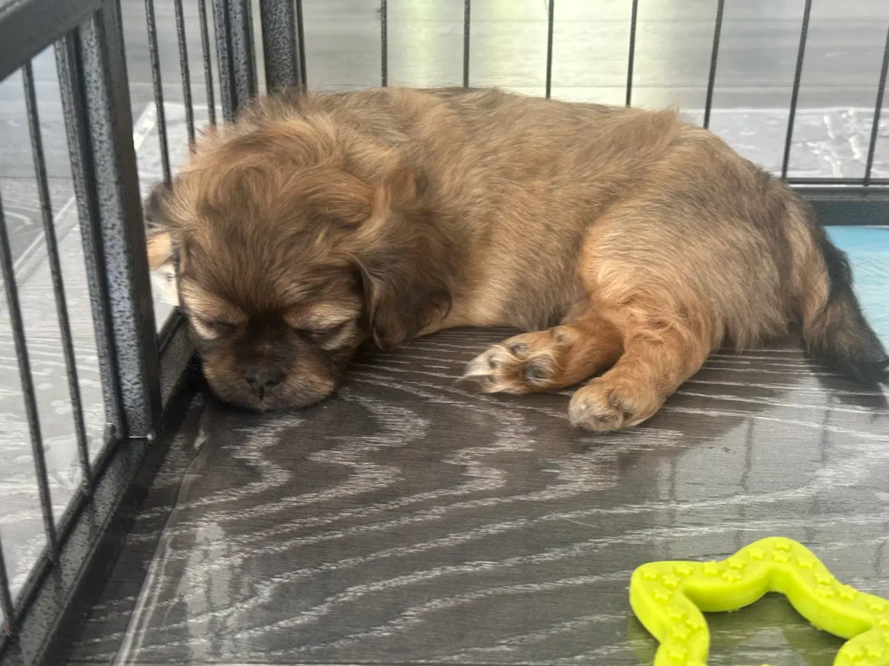 Billede 8 - Shih tzu blandinger 