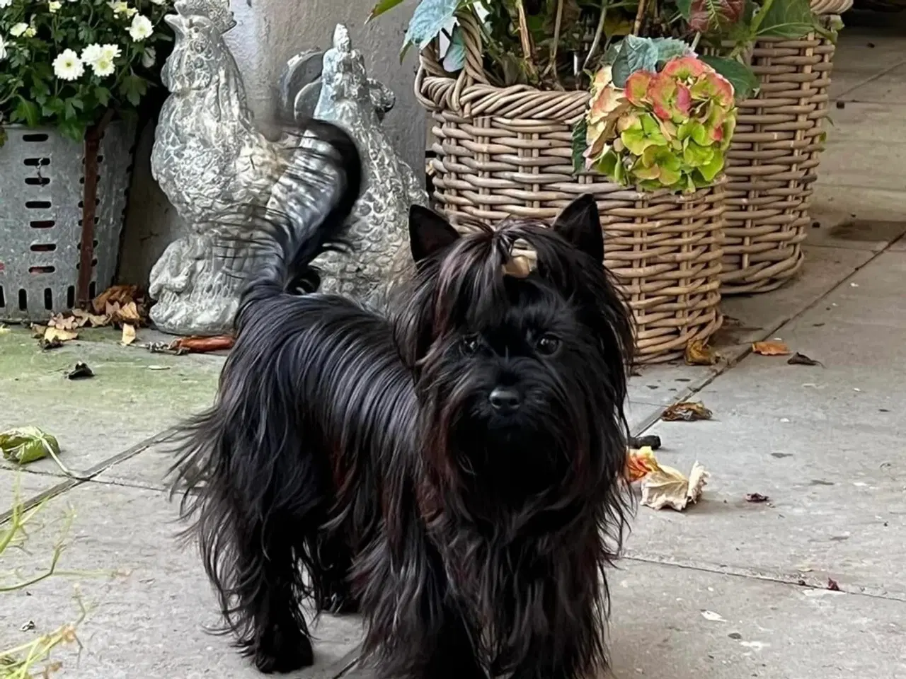 Billede 7 - Yorkshire terrier 