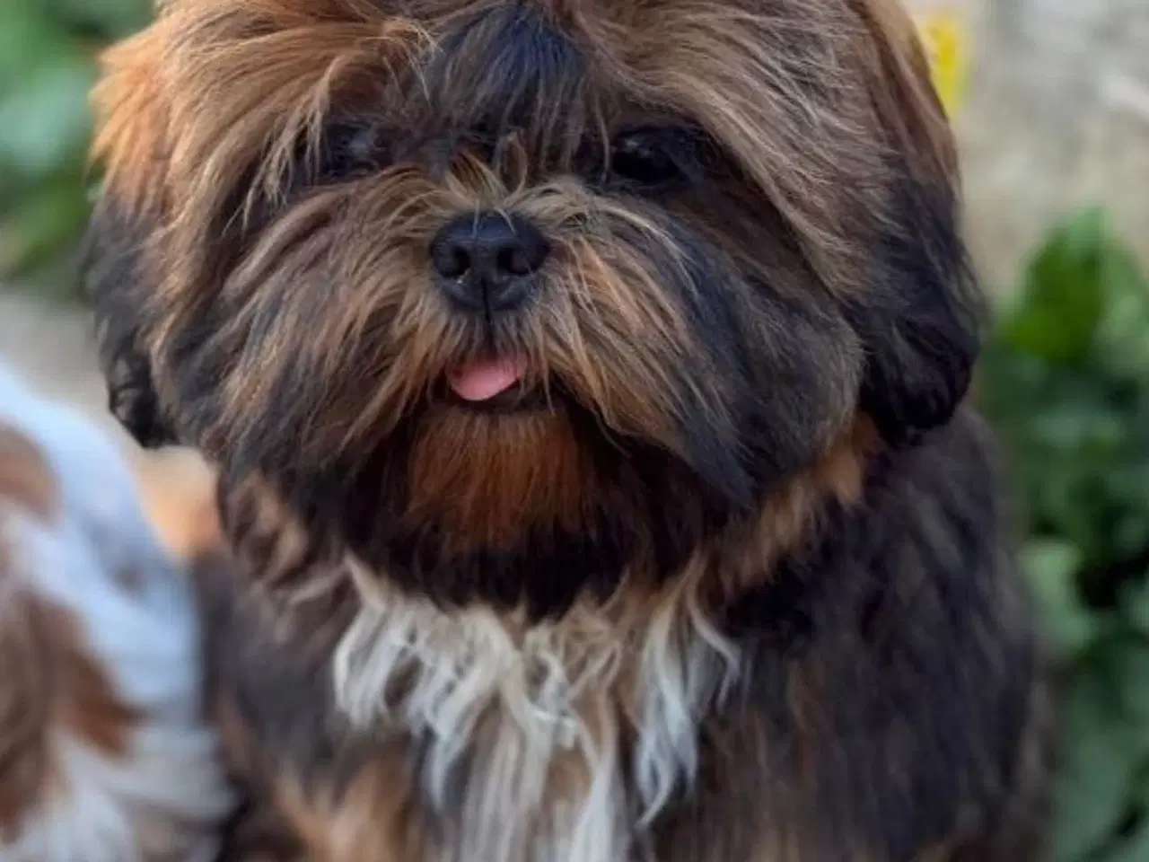 Billede 1 - Parring tilbydes af flot Shih Tzu med flot farve