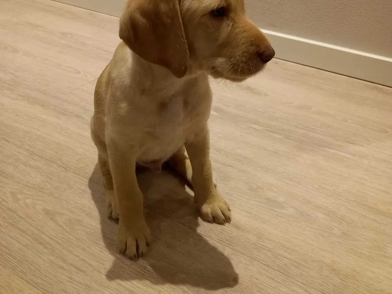 Billede 2 - Charmerende labradoodle hundehvalp