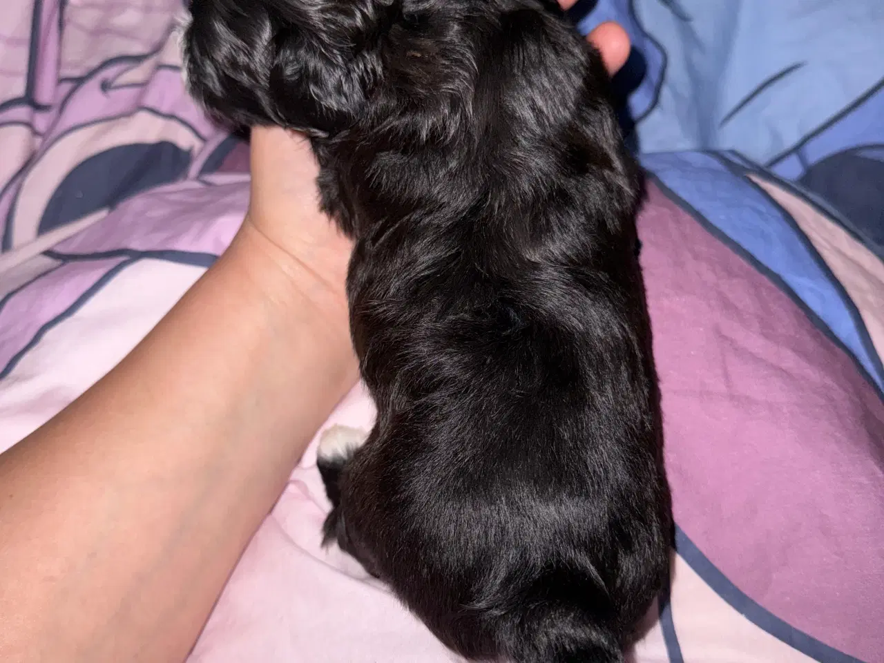 Billede 2 - Ægte bichon  havanais.