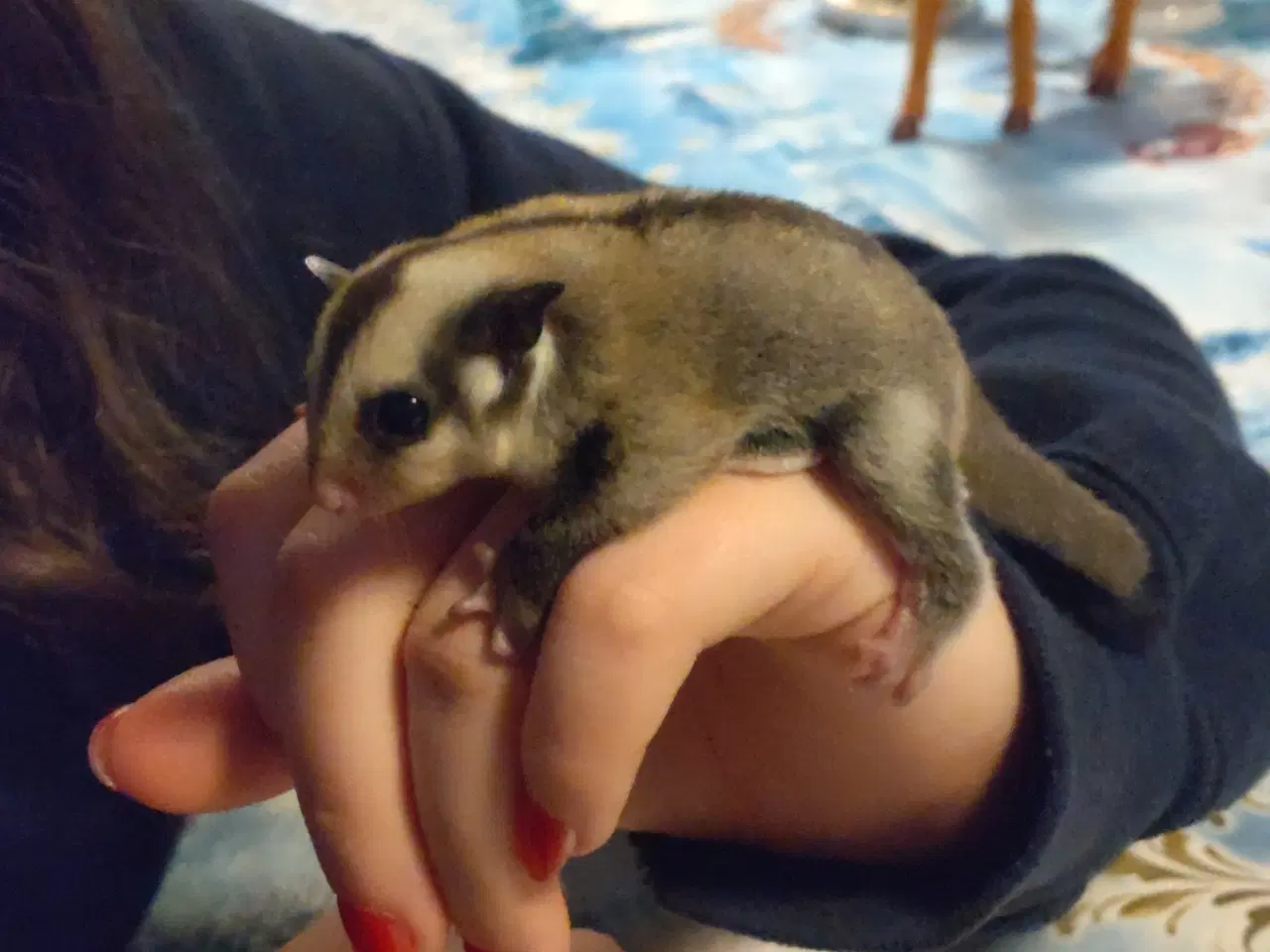 Billede 2 - Sugar glider