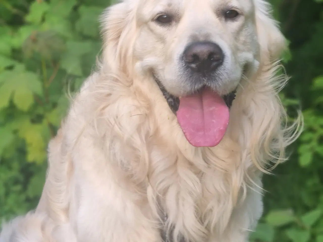 Billede 2 - Hanhund Tilbydes Til Parring